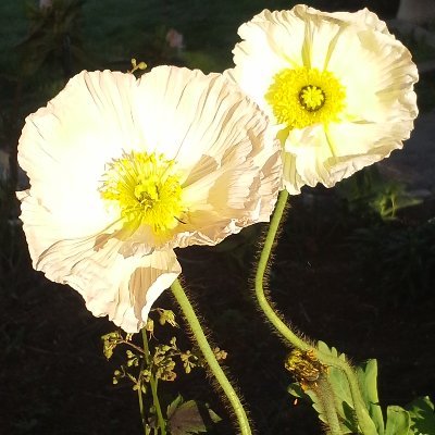 noblindtrust's profile picture. Appreciate art, nature, honesty of animals, constantly learning,being challenged to think. MSW; #FBR