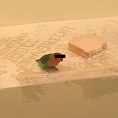 asheroush's profile picture. just dumb enough to be fun