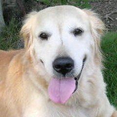 mogu__'s profile picture. 動物系のフォローしますが、元一般飼い主です。▼・ェ・▼ 医師は臨床研修を受けますが、獣医師では義務となっていません。 動物病院の先生に、臨床研修を義務付けて！2015年からIngressも始めました。守旧派です。