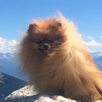 NanaBuhl's profile picture. Critique de cinéma 🎞 & tapis rouge, Ministre de la Coopération Canine & des pipis de rue. Pollux n’est pas mon grand-père. Dans le 🤍 de sa maine pour toujours