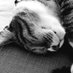 Carronica (@carronicat) Twitter profile photo Carronica (@carronicat) Twitter profile photo