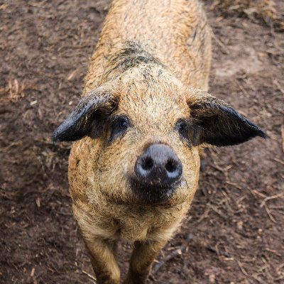 Beautiful Mangalitsa or Mangalitza pigs raised in acres of Scottish forest. Pigs expressing their pigness to the full. #happywoollypigs