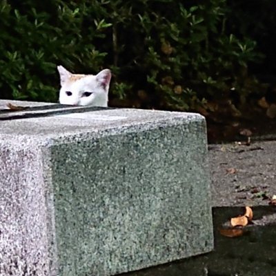 東京在住猫４匹飼い。命に値段や期限がつかない世界を願う。
TNR  外猫のお世話  猫も人間も住みやすく
★猫が迷子になった方へ→使用済みのﾄｲﾚ砂を家の周りに少量〜中量撒きました。夕方から夜中にライトで狭い場所や隠れられる場所を名前を呼びながら探しました。チラシ、貼り紙も。猫は余程ｱｸｼﾃﾞﾝﾄがなければ近くに