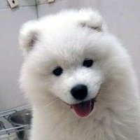 ♥ 사모예드다닥과 보다닥콜리 ♥ (@zxcvbn_09876) 's Twitter Profile