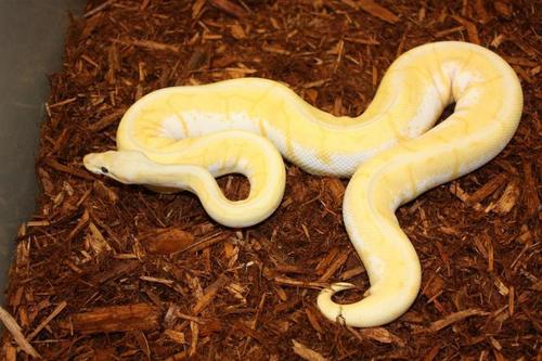 CnS_Exotics's profile picture. Please take a moment to stop by http://t.co/fblVQWqzd5