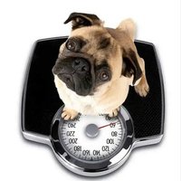 Pug65（パグ）～フォロワーの皆さん、いつも ありがとね