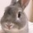 りんちゃん日記🐰