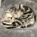Yusuke ZENNYO (@xyzennyo) Twitter profile photo Yusuke ZENNYO (@xyzennyo) Twitter profile photo