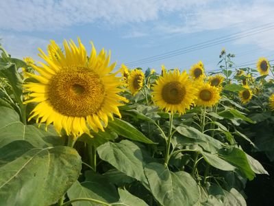 麻雀と陸上を観るのが大好き💕