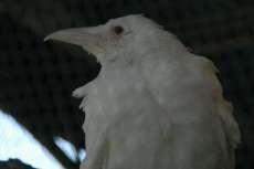 hakuakanae's profile picture. フリーランスのシナリオライターです。
2024年より1文字3円～
※※※ご依頼の新規受付停止中です。※※※

参加作品　https://t.co/FdBHQcSInB