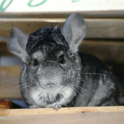 Mishiさんのプロフィール画像
