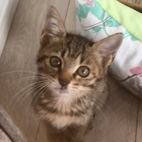 Yukamide (@yukamide) 's Twitter Profile