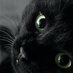 🍁🖤🎃🐈⬛💀Spooky Scary Smelly Cat💀🐈⬛🎃🖤🍁 (@catgirlx1893) Twitter profile photo 🍁🖤🎃🐈⬛💀Spooky Scary Smelly Cat💀🐈⬛🎃🖤🍁 (@catgirlx1893) Twitter profile photo