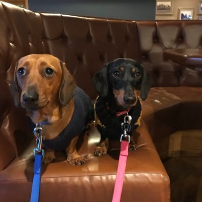 Geordie/ Slave to 2 miniature dachshunds