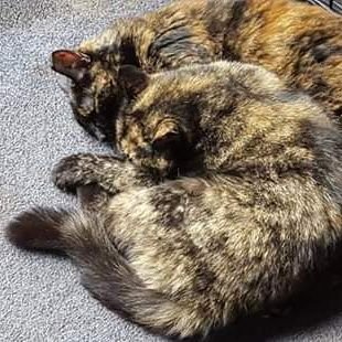 We are the goddesses, Athena and Aurora. We live in Michigan with our staff. We love to see all of the #CatsOfTwitter, especially our #Tortie sisters!