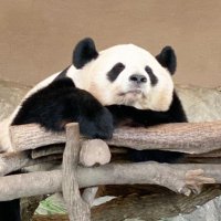 Panda camera (パンカメ🐼)(@panda___camera) 's Twitter Profile Photo