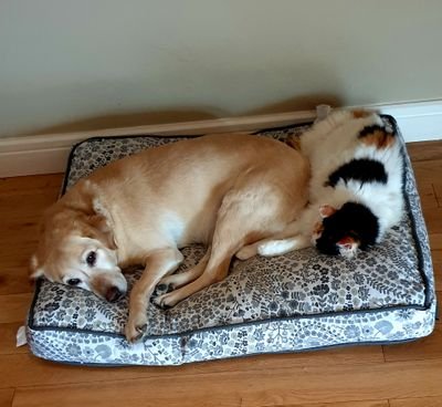 MargaretByrnes5's profile picture. @RedDRecruitment