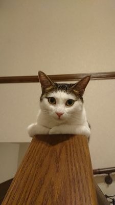 linya81575418's profile picture. 最愛の猫サゼンを亡くし庭に現れた黒猫くろちゃん半年かけて保護しサゼンの弟猫
コータを可愛がってる日本保守党党員です。保守の方は猫好きの人が多いように思ってます。