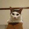 linya81575418's profile picture. 最愛の猫サゼンを亡くし庭に現れた黒猫くろちゃん半年かけて保護しサゼンの弟猫
コータを可愛がってる日本保守党党員です。保守の方は猫好きの人が多いように思ってます。