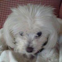 JOANNE Smith (@pojmsmith) 's Twitter Profile