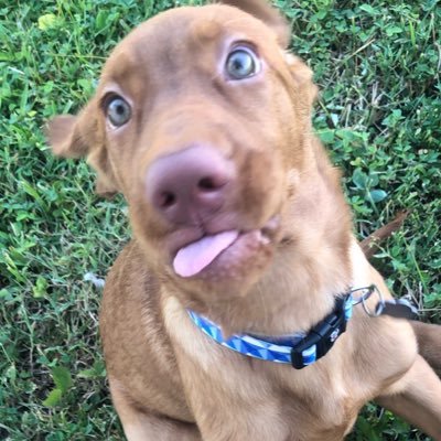 Sweet goofy girl, choc/yellow lab pupper, lub to do a bite on sticks and dig big holes.