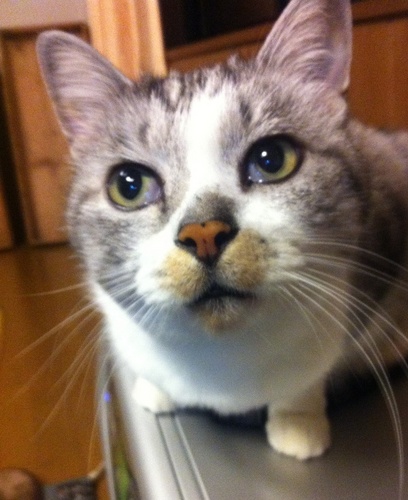 ねこラさんのプロフィール画像