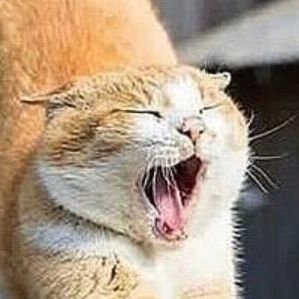 _pyla_'s profile picture. How?