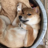 シマコと犬 (@f1u1m1i1j1a) 's Twitter Profile Photo シマコと犬 (@f1u1m1i1j1a) 's Twitter Profile Photo