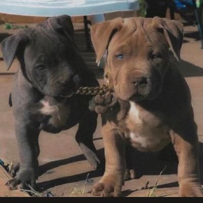 Alphamarques3's profile picture. 