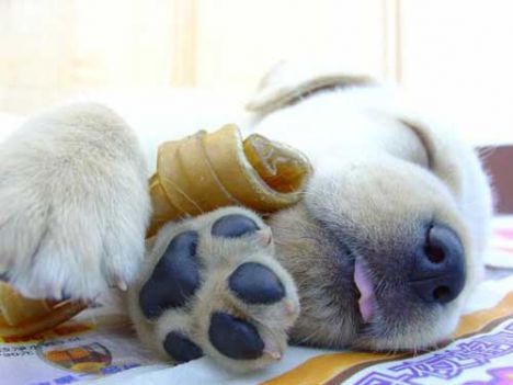 Dallas' Uptown Pet Au Pair OPENENED APRIL 20th, BONDED AND INSURED, Pet CPR and First Aid Certified