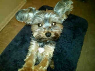 Soph E Pants here.  I'm a 3yr old yorkie who loves to sniff, cuddle & go on adventures at a moments notice