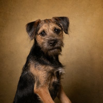 Brilliant Border Terrier sharing tales and thoughts on life. Happy Out! and enjoying life with the Blonde and Big Fella. Big licks from Culchie xxx