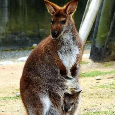 TheRedKangaroos Profile Picture