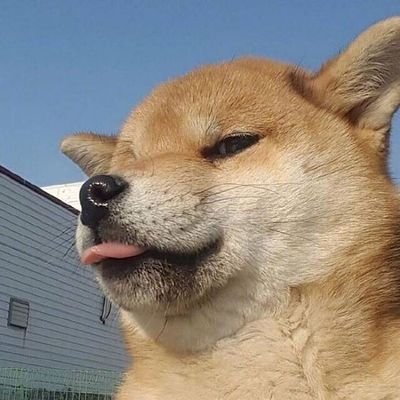 lishaohua6's profile picture. 