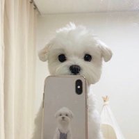 しゃふ (@dadadadamichan) 's Twitter Profile