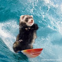 Crusky (@crusky) 's Twitter Profile