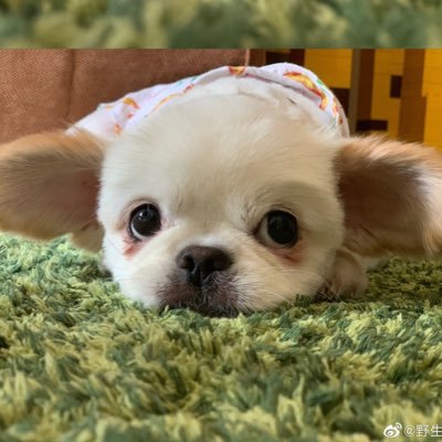 523985156's profile picture. 