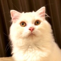 アベル (@0515k0303) 's Twitter Profile