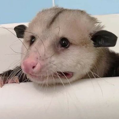godhika's profile picture. The (un)friendly possum from next door.
