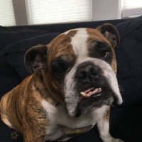 Laura Mahon (@lauramahon20) 's Twitter Profile