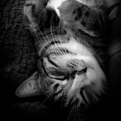 RoarLikeAKitten's profile picture. Doing and being in equal measure