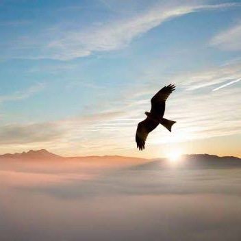 specialpeak's profile picture. 