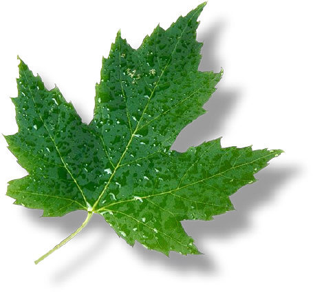 Maple Living