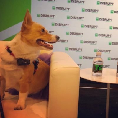 Lady Caramel aka Cam the #corgiwithtail - #codewithcorgi at hackathons https://t.co/hhUJZSgb2P of https://t.co/ITrkvtcMjZ https://t.co/WWluf6jIU7 and many such projects!