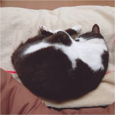 toufu__12's profile picture. ずぶずぶのおたく。猫と夫と子供の話もする。