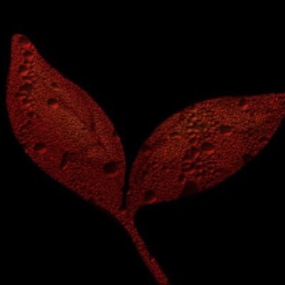 SPROUTさんのプロフィール画像