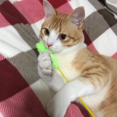 おおの けいすけさんのプロフィール画像