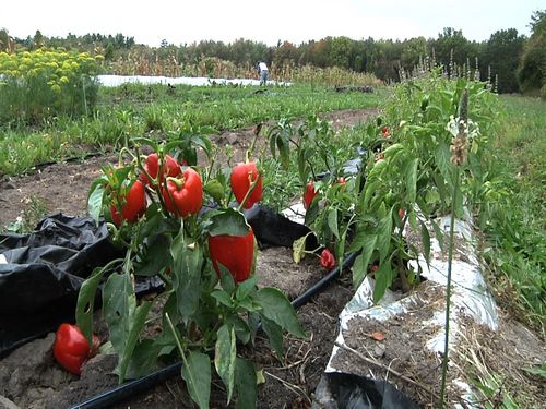 A film by 4 Tufts undergrads (Bonny, Mitch, Sally & Shaye) on Local Food&NESFP. From Farm to Table premiers Dec.14 at Tufts! Stay tuned for updates!