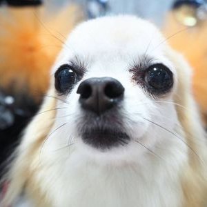 チワワのこつぶ On Twitter オムライヌ チワワ ロングコートチワワ 犬好きさんと繋がりたい