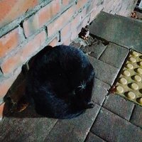 dot0ris (@dot0ris) 's Twitter Profile